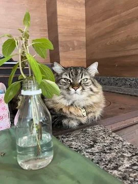 Gray fur cat lying down, eyes narrow, lying behind vase Foto stock