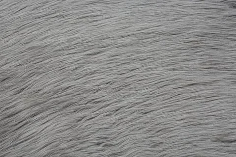 Gray fur texture, directed and combed, as a background for designers. Gray fa Stock Photos