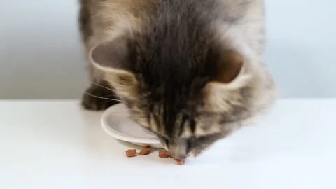 Gray furry cat eats from plate indoors, close-up. Stockbeeldmateriaal 165383008