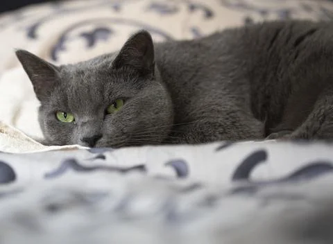 Gray furry cat on the sheets Stock Photos