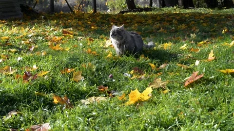 Gray furry cat sitting on fallen autumn leaves, looking away 스톡 동영상 164093579