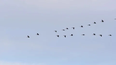 Gray geese flock flying in V-formation through the blue sky Stock Footage 121716081