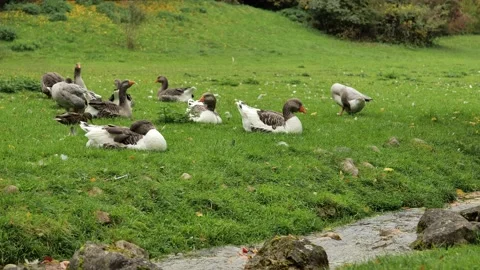 Gray geese flock sit on the green grass near the stream. Stock Footage 231413548