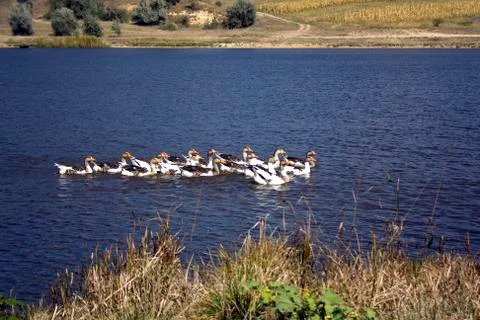 Gray geese Foto stock