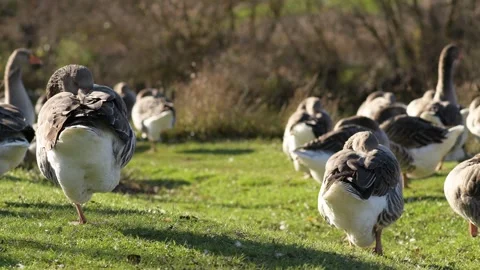 Gray geese standing on grass, some with heads tucked in feathers Vidéo 297790490