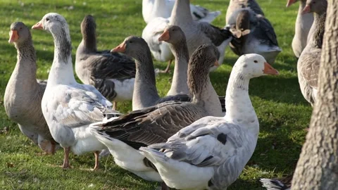 Gray geese standing on green grass on a sunny day, close-up Stock Footage 297790687