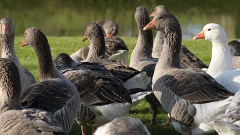 Gray geese standing on green grass on a sunny day, close-up Vídeo Stock 297790695