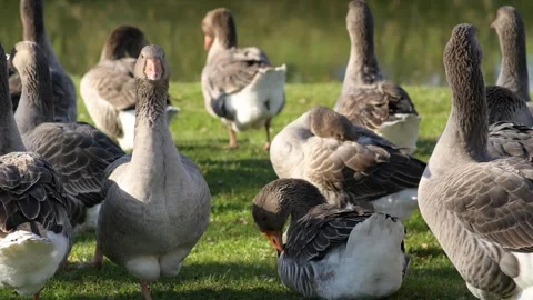 Gray geese standing on green grass on a sunny day, close-up Vídeo Stock 297790897