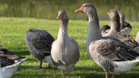 Gray geese standing on green grass on a sunny day, close-up Vídeo Stock 297790899
