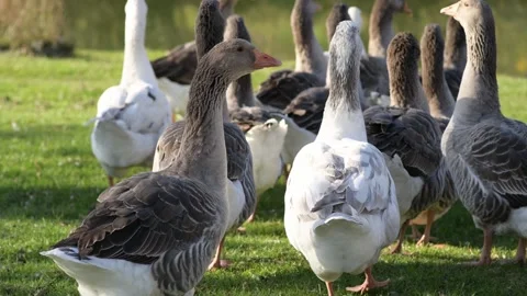 Gray geese standing on green grass on a sunny day, close-up Vídeo Stock 297790915