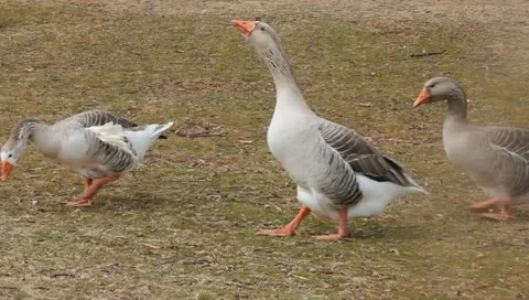 Gray geese walking Stock Footage 11019646