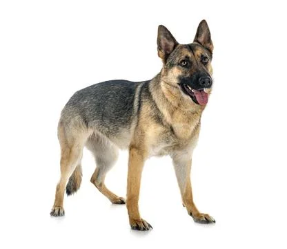 Gray german shepherd Stock Photos