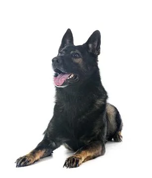 Gray german shepherd Stock Photos