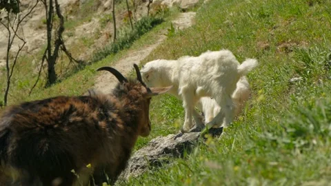 A gray goat and a pair of small goats on a mountain path. 스톡 동영상 91064651