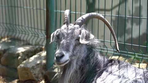 A gray goat lying down and resting in the stable Video stock 329393044