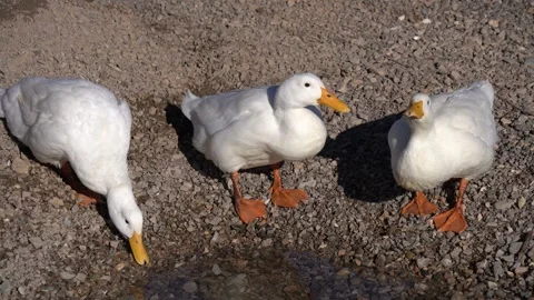 Gray goose and black duck resting on a pebble beach by the sea Stock Footage 324214587