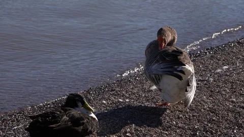 Gray goose and black duck resting on a pebble beach by the sea Stock Footage 324215007