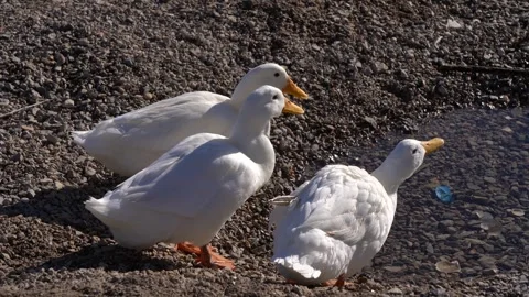 Gray goose and black duck resting on a pebble beach by the sea Stock Footage 324215433