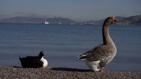 Gray goose and black duck resting on a pebble beach by the sea Stock Footage 324215606