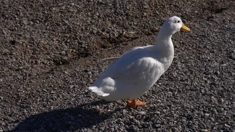 Gray goose and black duck resting on a pebble beach by the sea Stock Footage 324215738