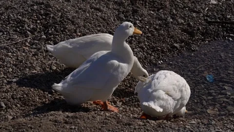 Gray goose and black duck resting on a pebble beach by the sea Stock Footage 324216099