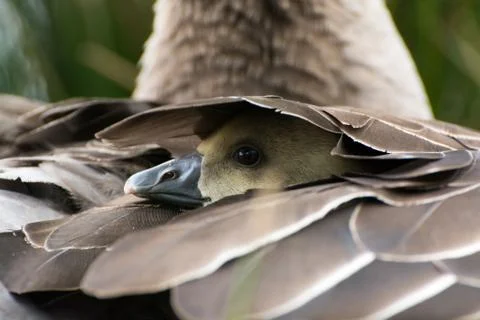 Gray Goose Chicken looking through its mothers feathers, hiding. Stock Photos