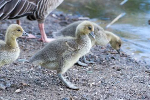 Gray goose chicken of spring 2016 Stock Photos