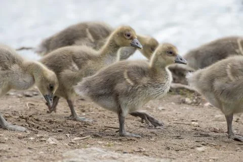 Gray goose chicken of spring 2016 Stock Photos