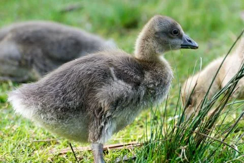 Gray goose chicken of spring 2016 Stock Photos