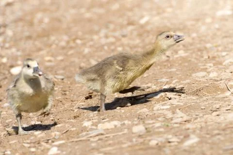 Gray Goose Chicken of spring 2016 Stock Photos