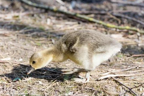 Gray Goose Chicken of spring 2016 Stock Photos