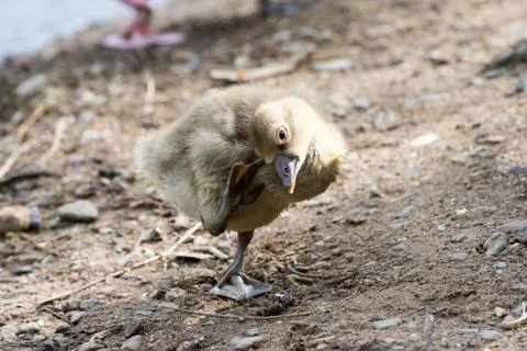 Gray goose chicken of spring 2016 Stock Photos