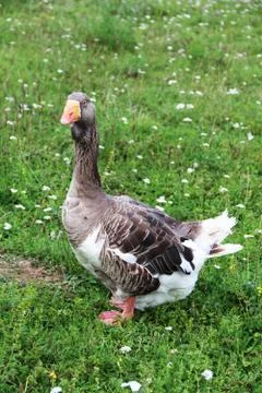 Gray goose on grass Stock Photos