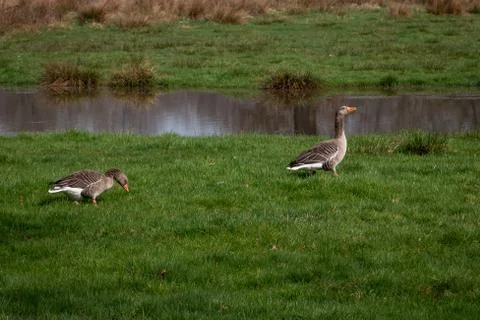Gray goose in the grass Stock Photos