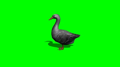 Gray goose idle - green screen Video stock 38978342