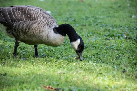 Gray goose on the meadow Stock Photos