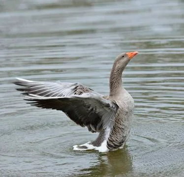 Gray goose Stock Photos