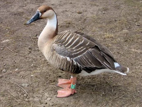 Gray goose Stock Photos