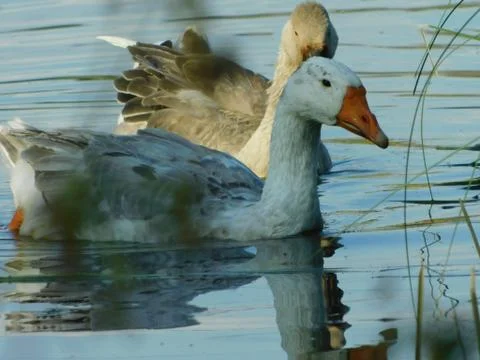 Gray goose Stock Photos