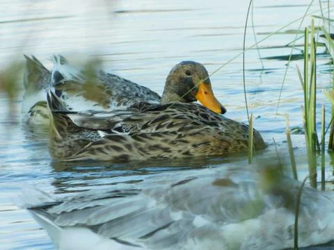 Gray goose Stock Photos