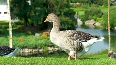 Gray goose pinching the grass near lake in park. 스톡 동영상 250315053