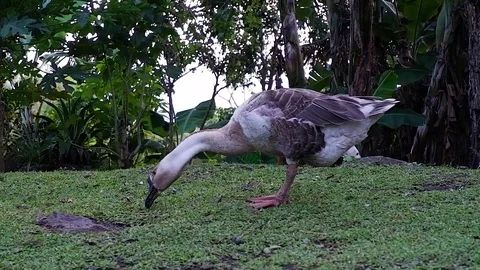 A gray goose is planted on the lawn. Video stock 122505579