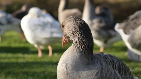 A gray goose preens its feathers on a sunny meadow, surrounded by other geese. 库存影片 311190162