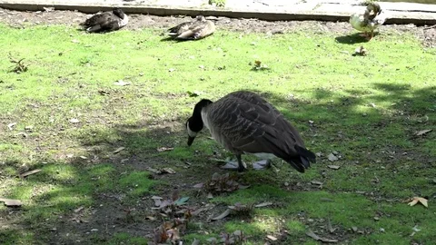 Gray goose standing on green grass. Stock Footage 85142846