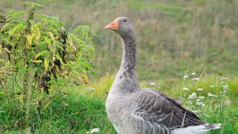 A gray goose stands on a green lawn and looks at the camera. Stock Footage 252138114