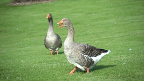 Gray goose walking along the grass in park. Vidéo 250409860