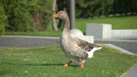 Gray goose walking along the road in park. Stockbeeldmateriaal 250409870