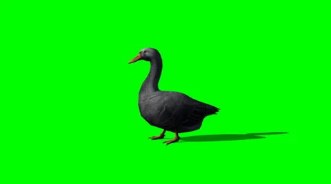 Gray goose walking - green screen Vidéo 38976650