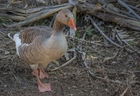 A gray goose walking through the yard 写真素材