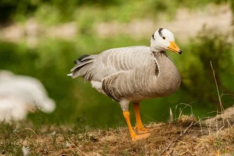 A gray goose walks on the grass Stock Photos